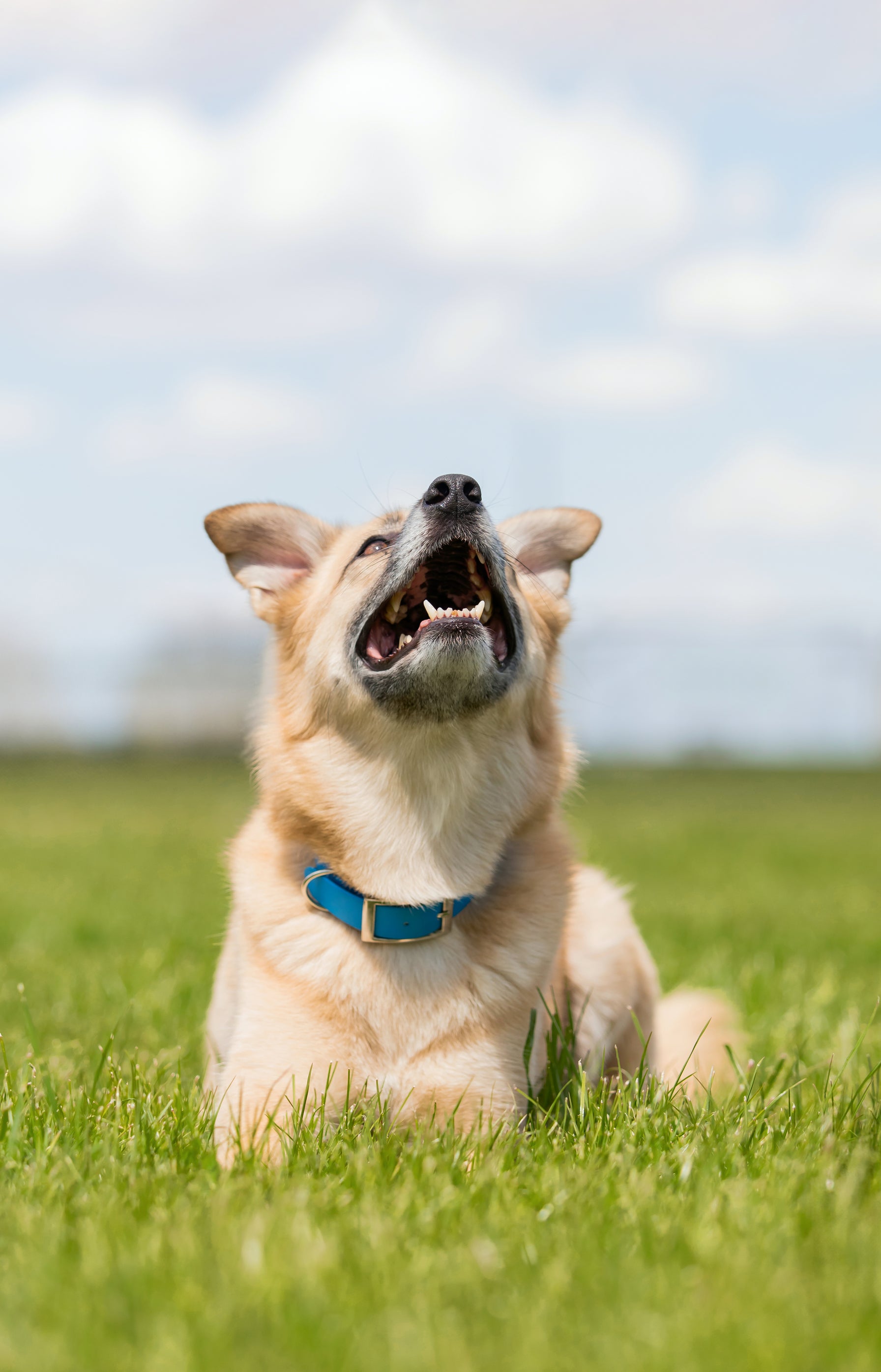 Online dog food nz online
